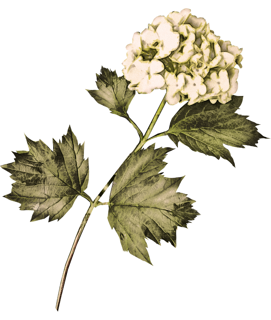 flower1